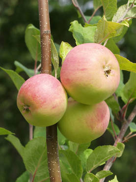 Omenapuu Ananaskaneli 150-200 - Omenapuut - 3940843865350 - 1
