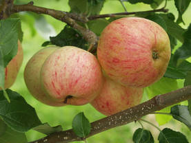 Satoikinen omenapuu Moskovan Prynomena - Satoikiset - AB10010011161