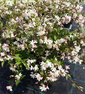 Nietospensas Cherry Blossom - Astiataimet - AB00000000033 - 1