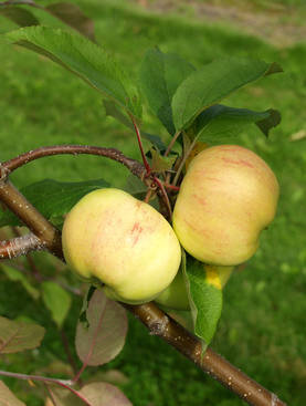 Omenapuu Keltakaneli 150-200 - Omenapuut - 3940534058733