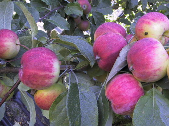 Omenapuu Huvitus 150-200 - Omenapuut - 3940534051673 - 1