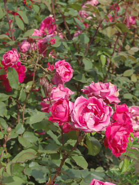 Kanadalainen ruusu Alexander Mackenzie - Kanadalaiset ruusut - AB10010010304 - 1