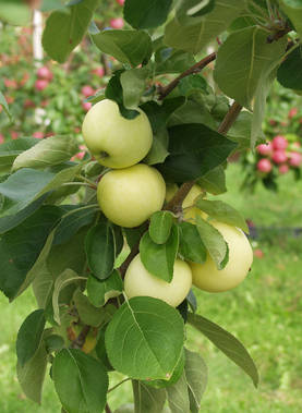 Omenapuu Valkea Kuulas 150-200 - Omenapuut - 3940534055794