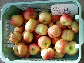 Satoikinen omenapuu Pirja - Satoikiset - AB10010010904 - 1