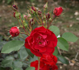 Kanadalainen ruusu Adelaide Hoodless - Kanadalaiset ruusut - 3942253798075 - 1