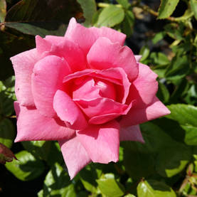 Kanadalainen  ruusu  Lambert Closse - Kanadalaiset ruusut - AB10010010305 - 1
