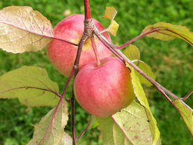 Omenapuu Punakaneli 150-200 - Omenapuut - 3940534062075