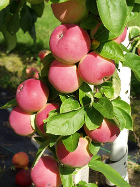 Omenapuu Punainen Melba 150-200 - Omenapuut - 3940534065366