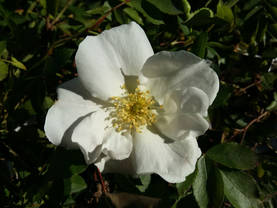 Kanadalainen ruusu Morden Snowbeauty - Kanadalaiset ruusut - 3942253847087 - 1