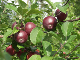 Satoikinen omenapuu Pekka - Satoikiset - AB10010010937 - 1