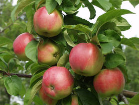 Omenapuu Konsta FinE 150-200 - Omenapuut - 3940534066967