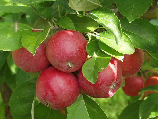 Omenapuu  Sandra 150-200 - Omenapuut - 3940534050867 - 1
