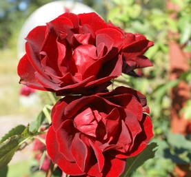 Kanadalainen ruusu Hope for Humanity - Kanadalaiset ruusut - 3943655068988 - 1