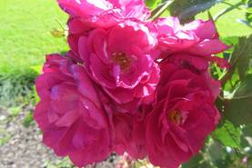 Kanadalainen ruusu  William Baffin - Kanadalaiset ruusut - 3940564063998 - 1