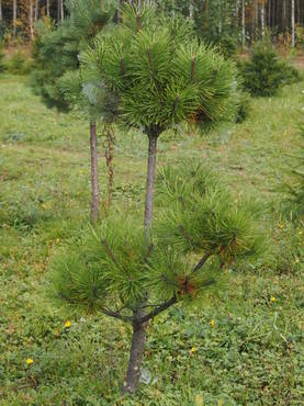 Metsmnty bonsai - Mnnyt - AB00000000148 - 1