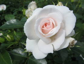 Aspirin Rose maanpeiteruusu - Ryhmruusut oma tuotanto - 3954604892219 - 1