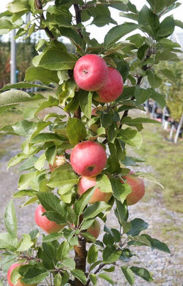Pilariomenapuu Arbat 100-200 - Omenapuut - 3940525118859 - 1