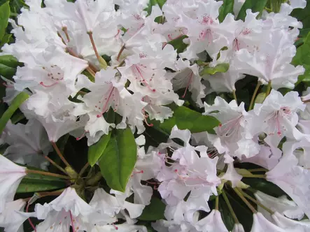 Alppiruusu Pohjola's Daughter - Alppiruusut - AB10010012340 - 1