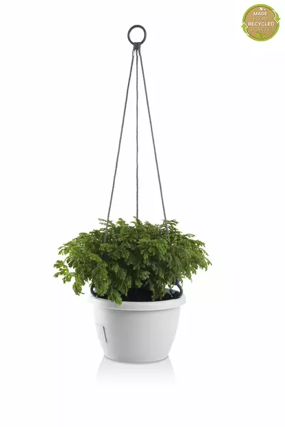 Amppeli, altakasteleva 14,50€ - Ruukut - 8595096945950 - 2