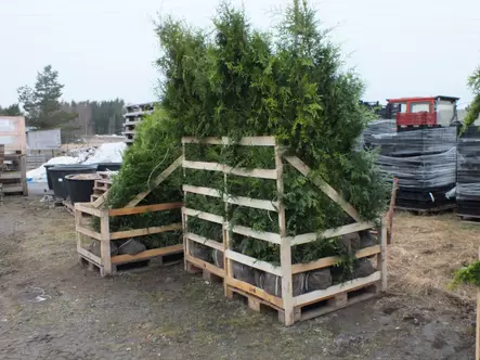 Ennakkotuija paakku Brabant 150-175 - Tuijat - AB10010010310 - 2