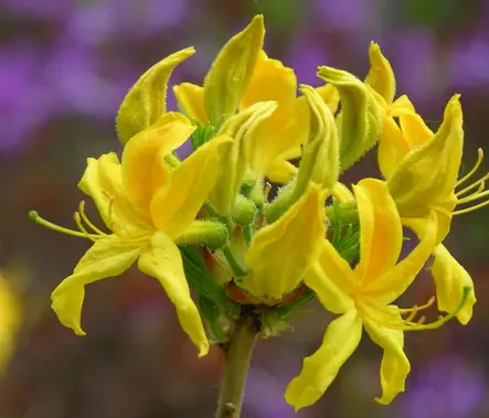 Gentinatsalea Kullannuppu FinE® - Atsaleat - 3941133707510 - 1