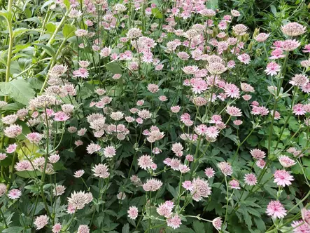 Isotähtiputki Roma - Perennat - 6430074591120 - 1