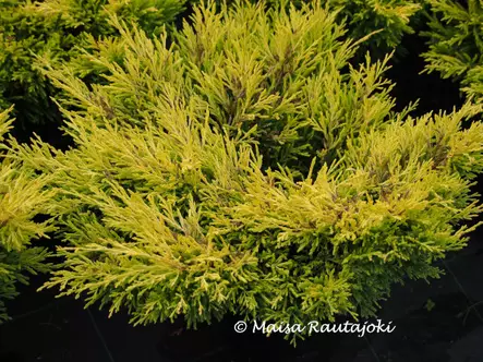 Keltalaakakataja Lime Glow 20-30 - Katajat - AB10010010580 - 1