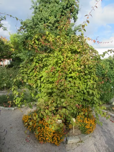 Kiinanlaikkuköynnös Annikki FinE® - Muut köynnökset - 3940535245620 - 2