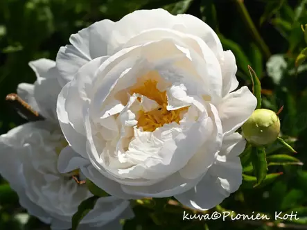 Kiinanpioni Miss America - Pionit - 6430029534790 - 1