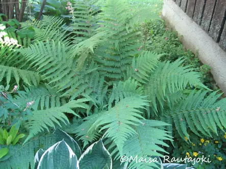 Kivikkoalvejuuri - Perennat - 6430019382400 - 1