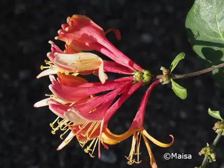 Koreaköynnöskuusama Goldflame - Muut köynnökset - AB10010010770 - 1