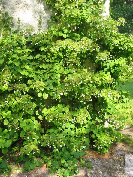 Köynnöshortensia - Muut köynnökset - AB10010012380 - 1