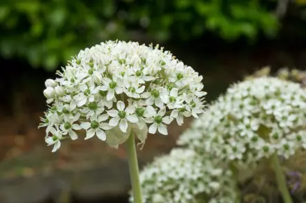 Laukka, Musta- - Laukat - AB10010011040 - 1