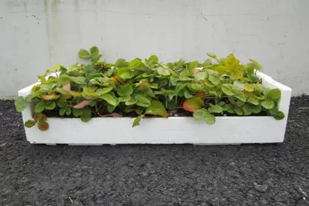 Mansikka Lumotar LTK 66 kpl - Mansikat - AB10010011890 - 1