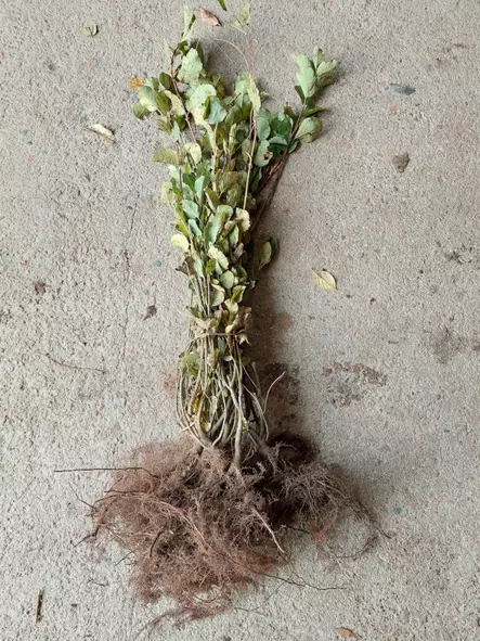 Marjatuomipihlaja aita - Avojuuriset aitakoon taimet - 3940533712780 - 2