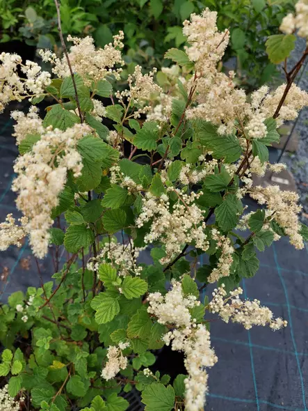 Nukka-angervo - Astiataimet - AB10010010780 - 1