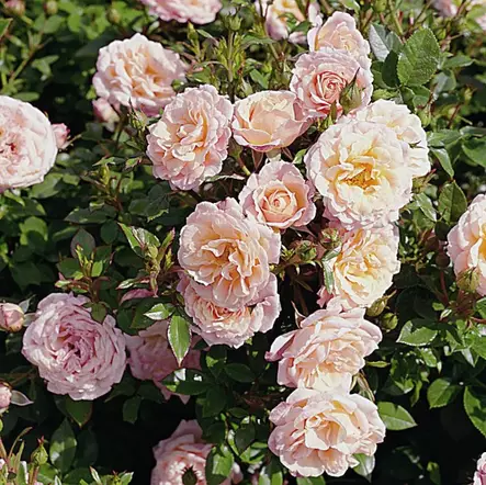 Peach Clementine Tantop Royal - Ryhmäruusut - 4015319903870 - 1