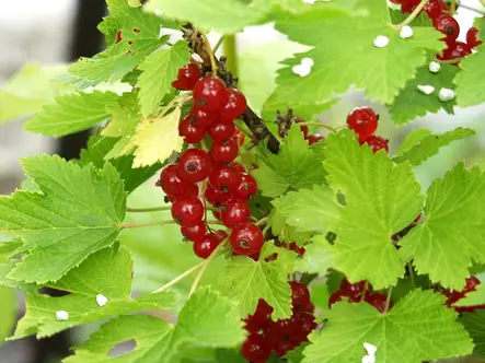 Punaherukka Punainen Hollantilainen FinE - Herukat - 3940535367230 - 1