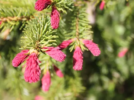 Hurmekuusi - Kuuset - AB10010011990 - 1