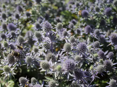 Sinipiikkiputki Blue Hobbit - Perennat - 6417481281080 - 1