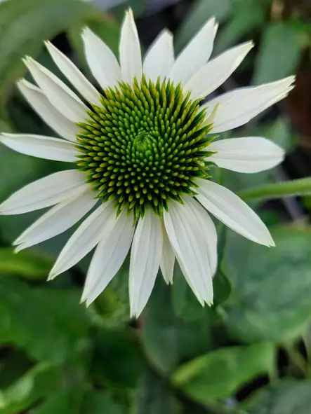 Tarhapunahattu Happy Star - Perennat - 6417481283060 - 1