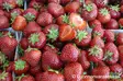 Mansikka Marketta satotaimi - Mansikat - AB10010012560 - 1