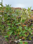 Musta-aronia Hugin - Muut marjakasvit - AB10010011280 - 5