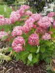 Pallohortensia Pink Annabelle® - Astiataimet - 3947924887270 - 1