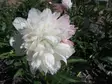 Tarhapioni Alba Plena - Pionit - 3958903318500 - 1