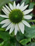Tarhapunahattu Happy Star - Perennat - 6417481283060 - 1