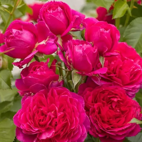 Soul Tantop Royal - Ryhmäruusut - 4015319924295 - 1