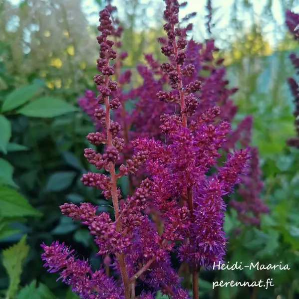 Kiinanjaloangervo Vision in Red - Perennat - AB10010011420 - 1
