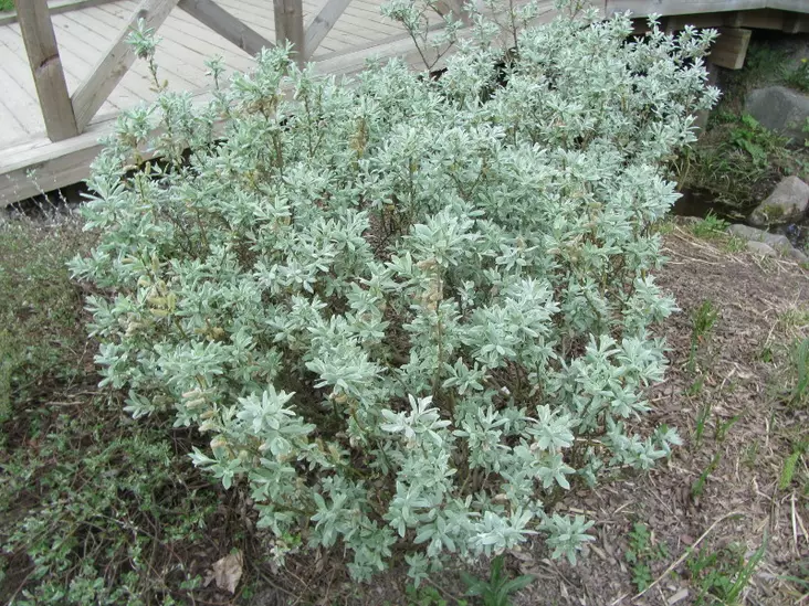 Alppipaju - Astiataimet - 3940516084880 - 1