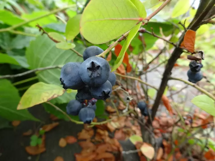 Arnenmustikka Alvar - Mustikat - AB10010012260 - 1